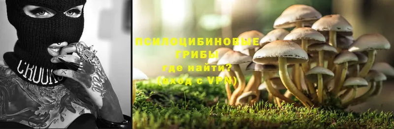 мориарти наркотические препараты  Инсар  Галлюциногенные грибы Psilocybe 